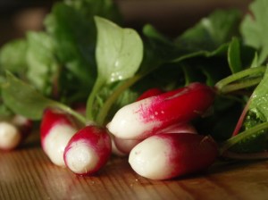 Fresh Radishes
