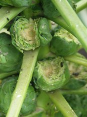 Who's been eating MY Brussels?