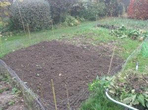 Garlic patch prepared