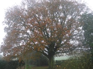 Some leaves still on the oak