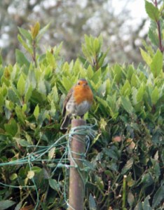 KONICA MINOLTA DIGITAL CAMERA