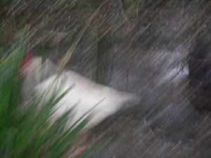 KONICA MINOLTA DIGITAL CAMERA