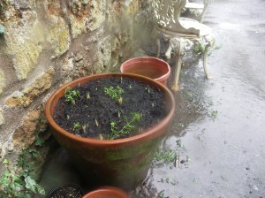 KONICA MINOLTA DIGITAL CAMERA