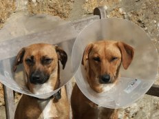 "I do not like the cone of shame"