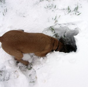 Anyone seen any rabbits?