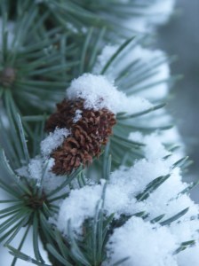 KONICA MINOLTA DIGITAL CAMERA