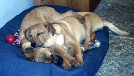 A pile of puppies...