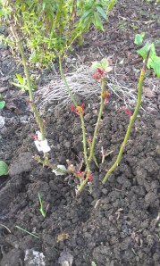 The Love Rose (thanks Tony and Juleit).  Happy as a pig in...