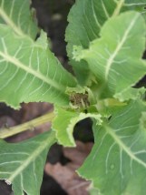 Is that a cauli in there?!