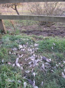 The Scene of the Crime