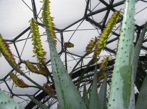Succulents in the Biome