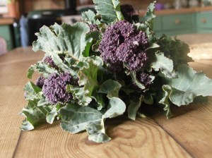 Purple Sprouting broccoli - real stars this winter