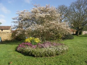 Amelanchier - at its best