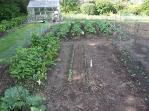 Radishes & other salads alongside the rioting raspberries