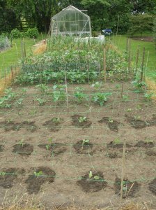 Brussels all planted