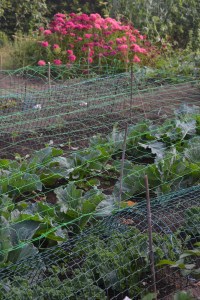 Cabbages under attack
