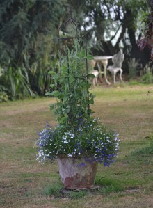 Sweet Peas and Lobellia