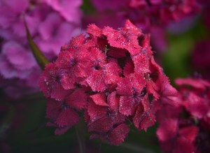 Dew on Sweet Williams