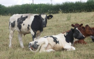 Me making a noise? Noooo...