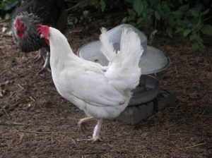 KONICA MINOLTA DIGITAL CAMERA