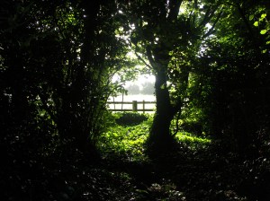 KONICA MINOLTA DIGITAL CAMERA