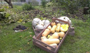 Butternuts and Crown Prince