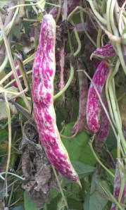 Red pods easily spotted