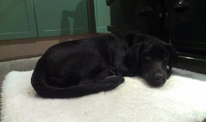 Dreaming of the Iron Age