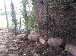 The Hen Run - Dog Proofed