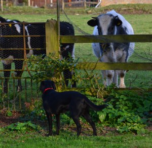 How do you get to the other side?