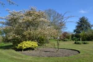 The glorious few days of Amellanchier blossom