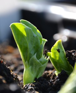 French Beans (I think - better check the label)