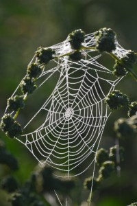 Webs in the mists