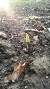 Garlic making an appearance