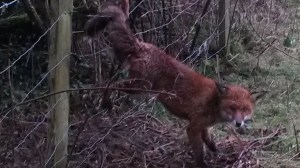 Fancy putting a hood over his head?