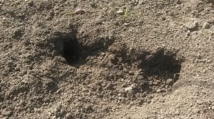 Who's been digging in my bed?