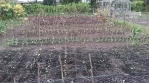 Kohl Rabi and Kale with various peas behind