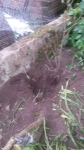 The evidence of badger foraging