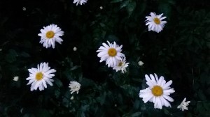 Michaelmas Daisies