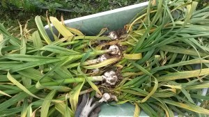 Garlic in the barrow