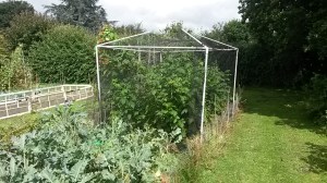 Raspeberries are secure