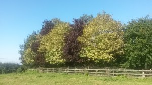 If only we had planted them a bit to the left...