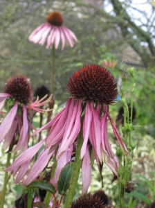 Echinacea in the Boomerang