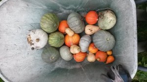 Squashes - not too large