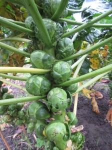 Best brussels since...