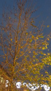 Pied Wagtails in central Bath (poor pic)