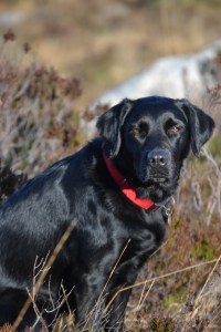 Black is the new Ginger