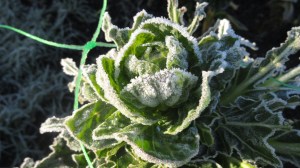Frost on Brussels plants