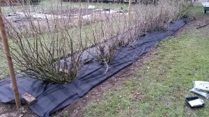 Selective cultivation