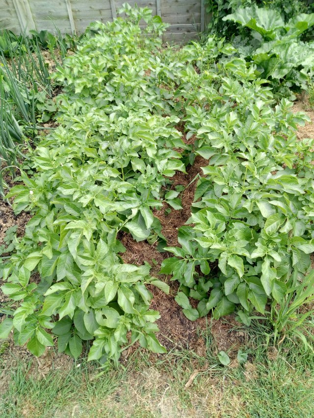 img_20180612_081107072_hdr1